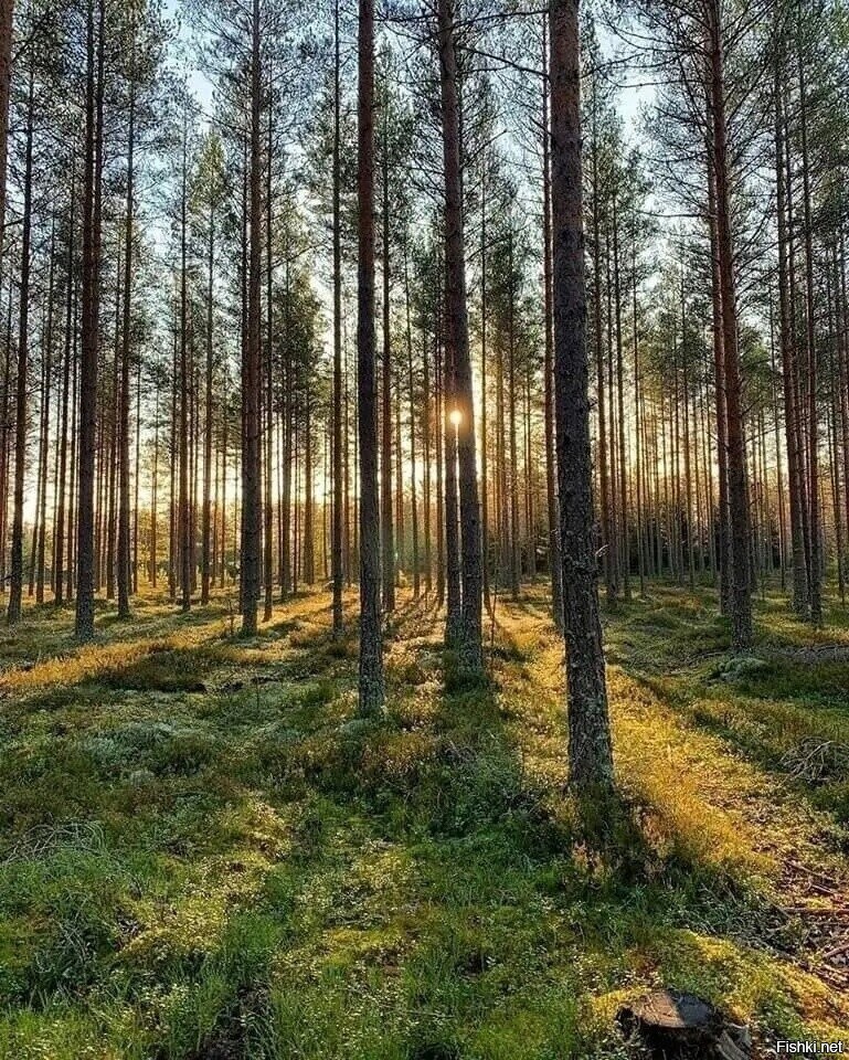Солянка