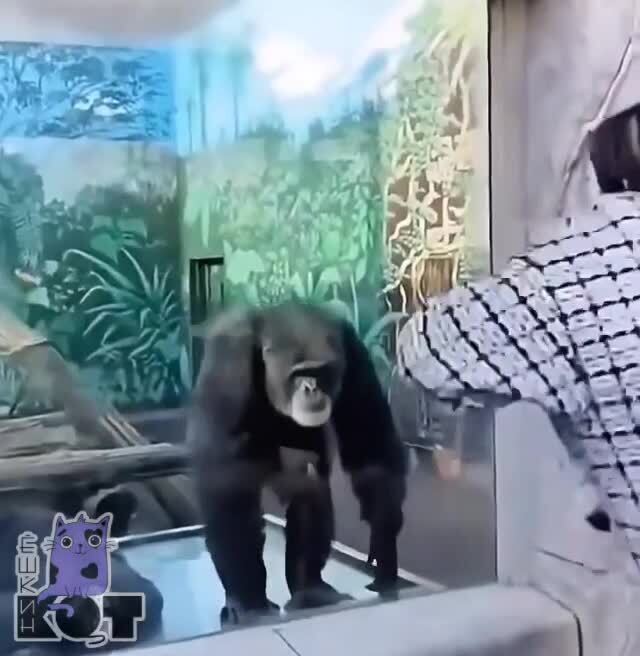 Так кто из них &quot;макака&quot;