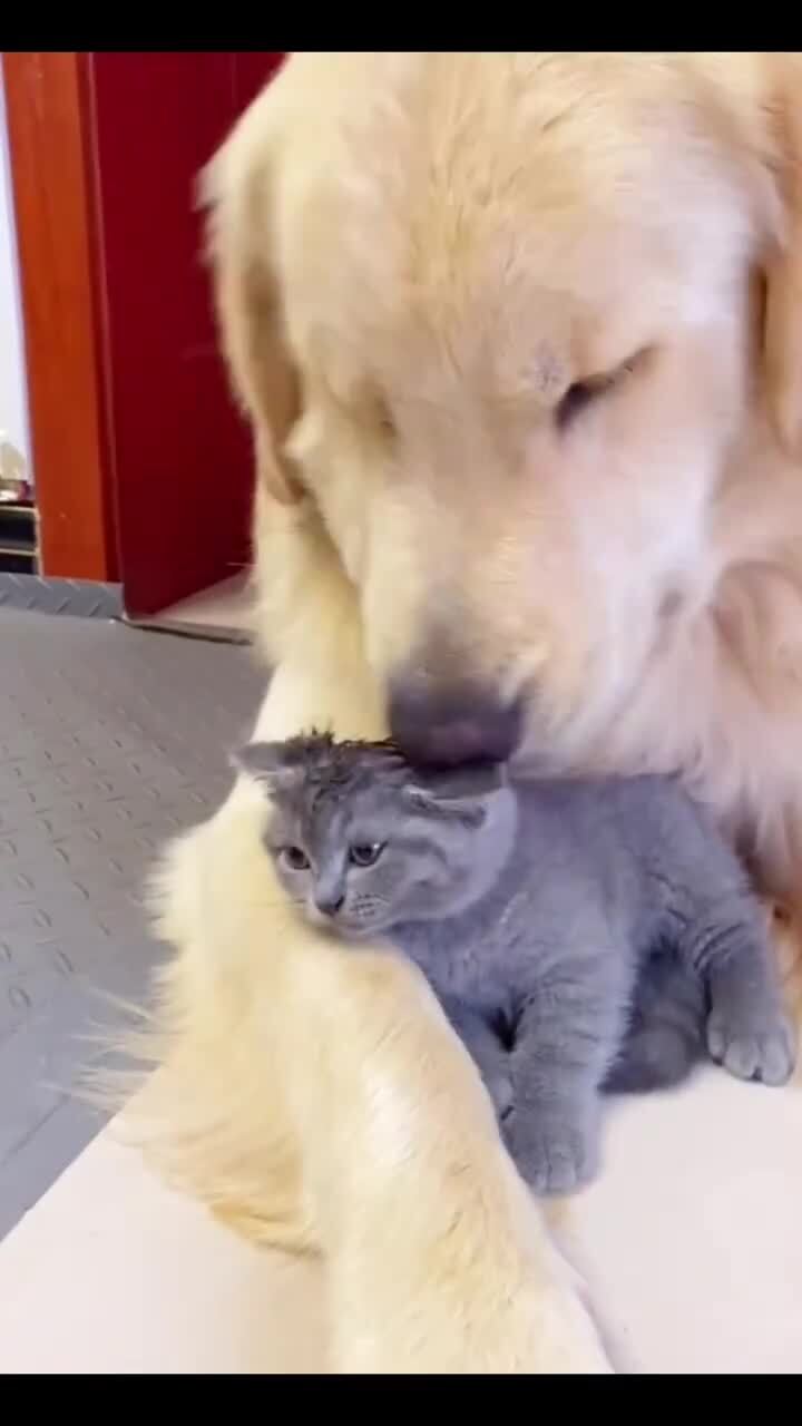 Нежности)