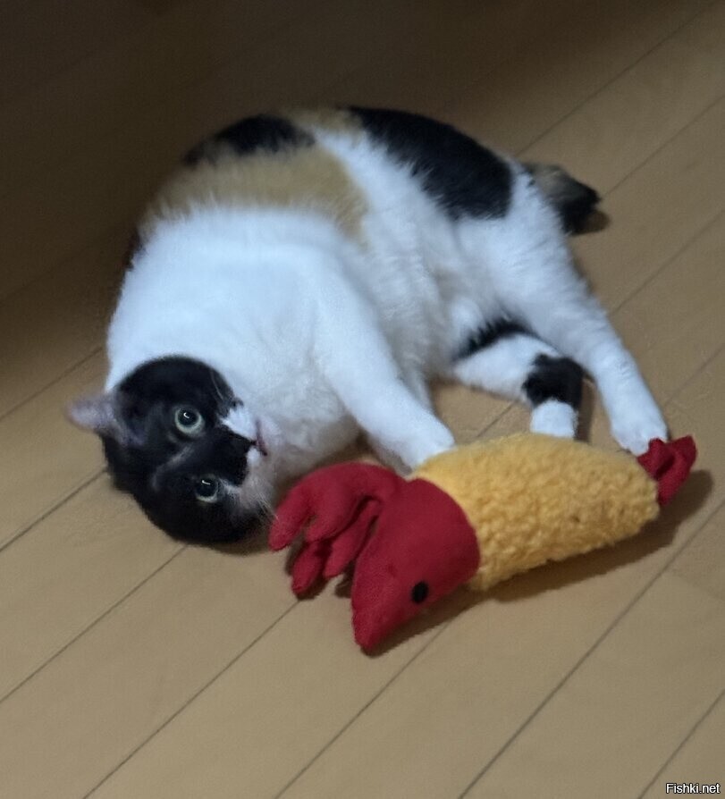 Солянка