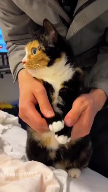 Кошки с необычным окрасом