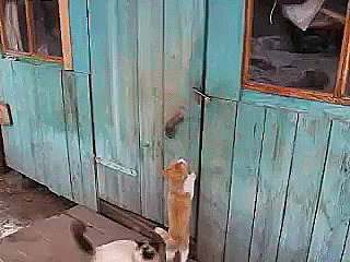 Домушник