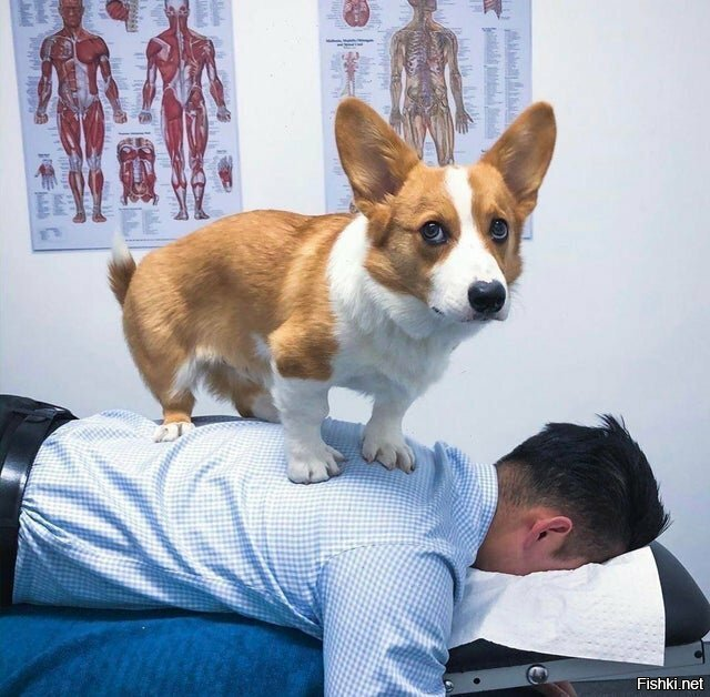Да, Я не Кот