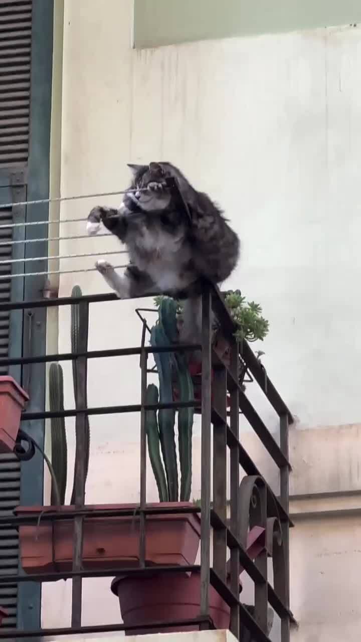 Сушка кота)