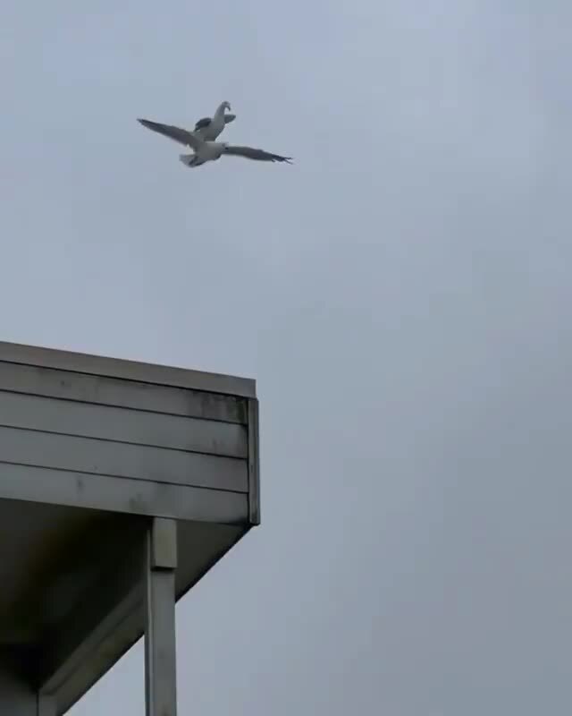 Вези Меня Мраааазь 