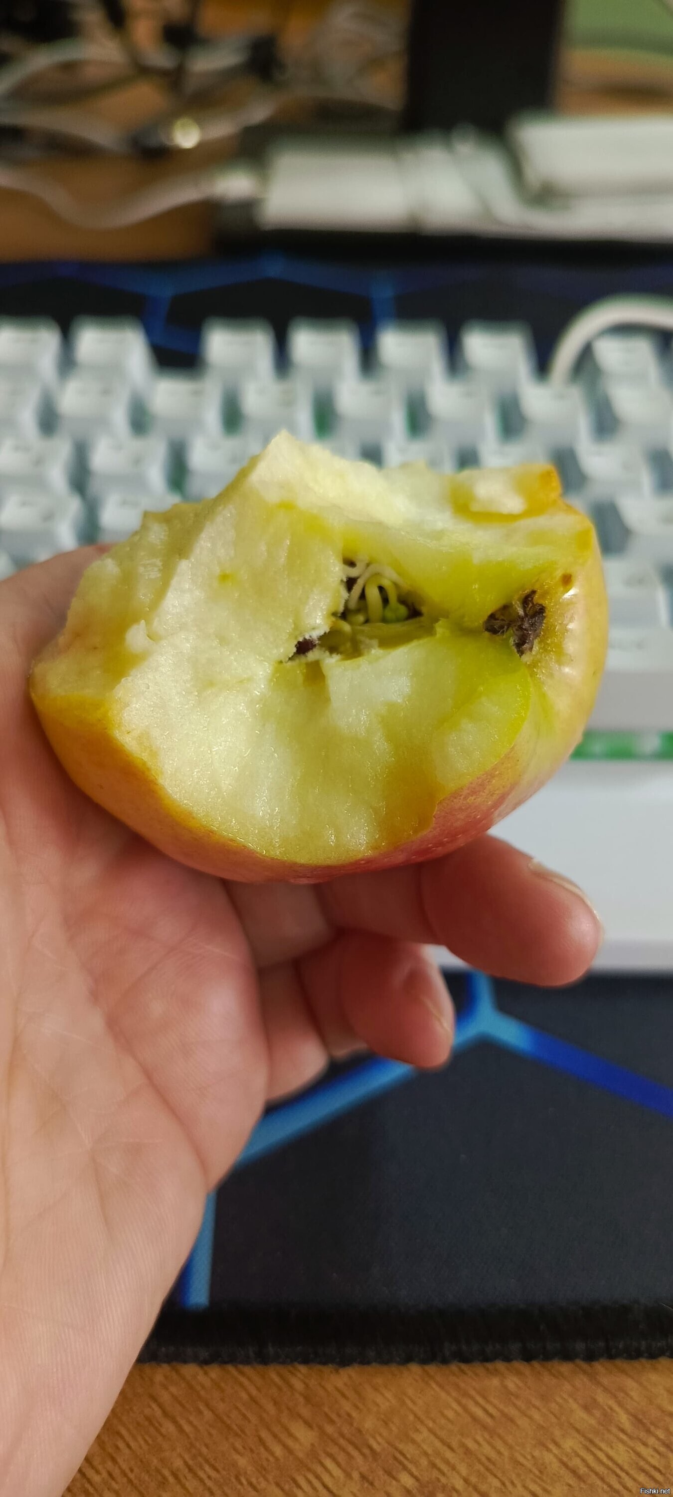 яблочко проросло