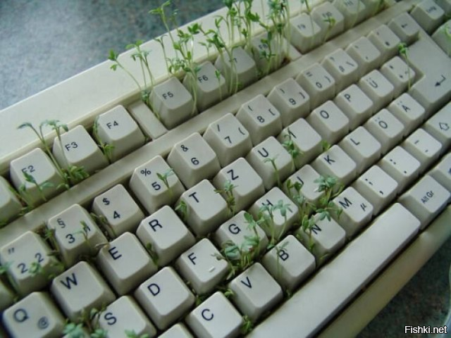 Солянка