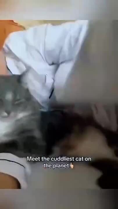 Котиков вам в ленту