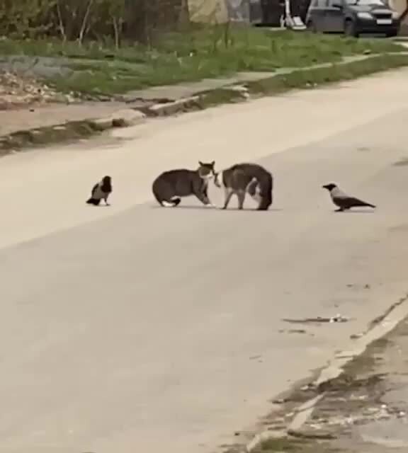 В Перми два суровых пермских кота устроили дуэль