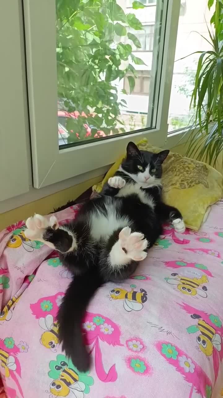 Утренние потягушки)
