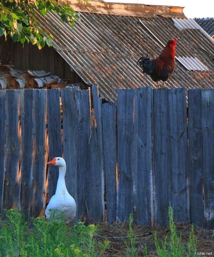 Солянка