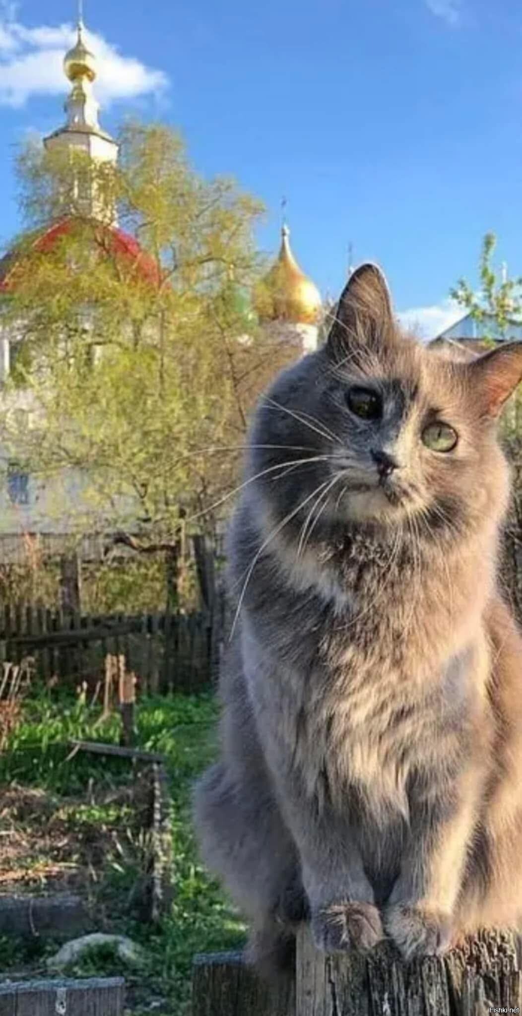 Солянка