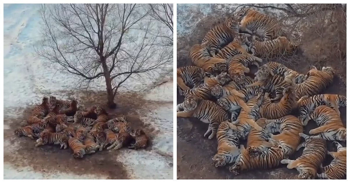 Лежбище котиков