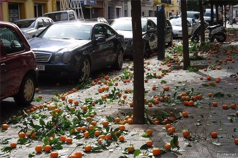 У нас осенью каштанов меньше опадает, чем в Севилье летом апельсинов