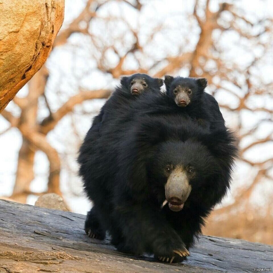 Солянка