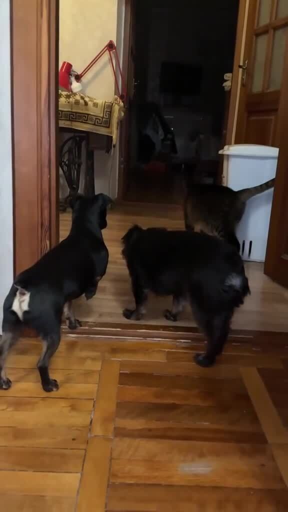 Авторитет)