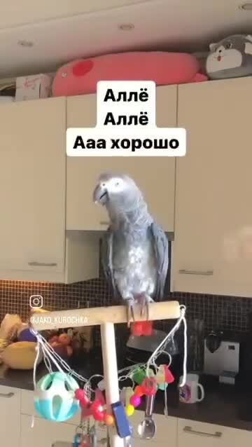 Смышлёный)