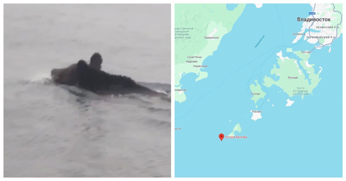 Медведь решился на необычное путешествие по морю