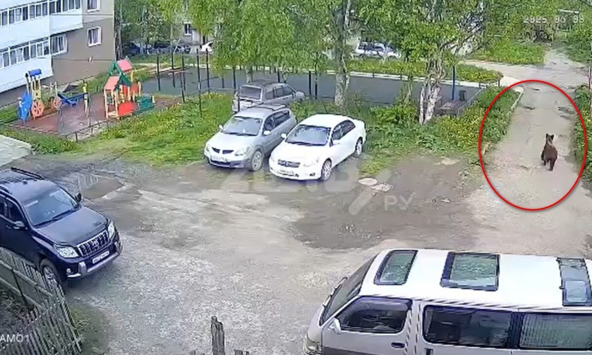 Медведь пробежал около детской площадки на&nbsp;Сахалине