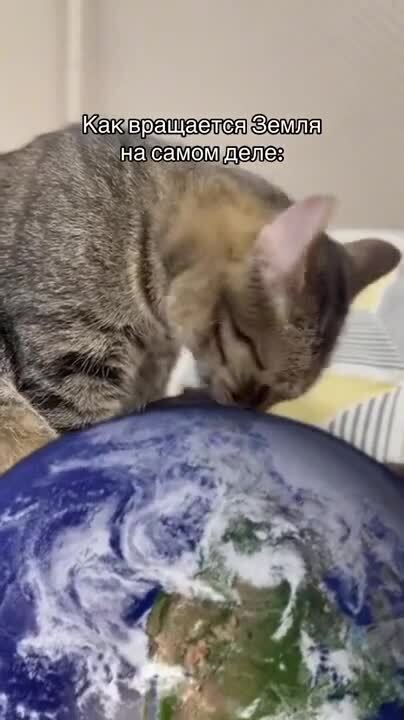 Чистят коты планету,