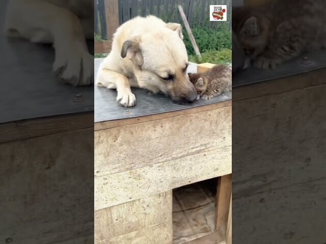 Немножко милоты)