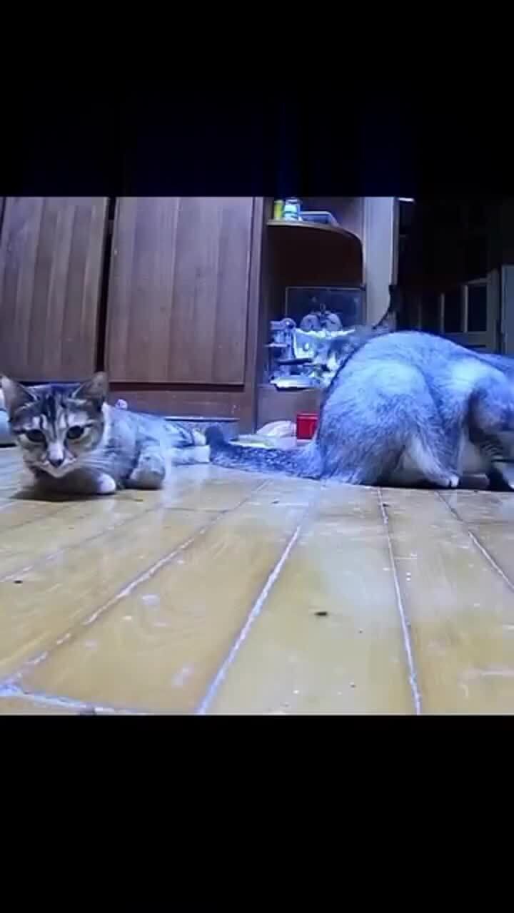 Суетологи)