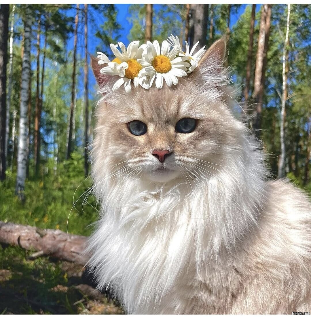 Доброе утро