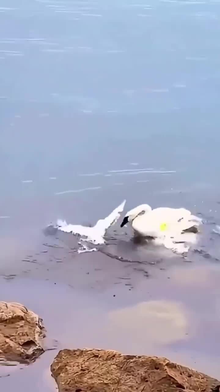 Жёсткая защита потомства