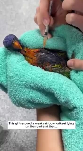 Спасение попугайчика
