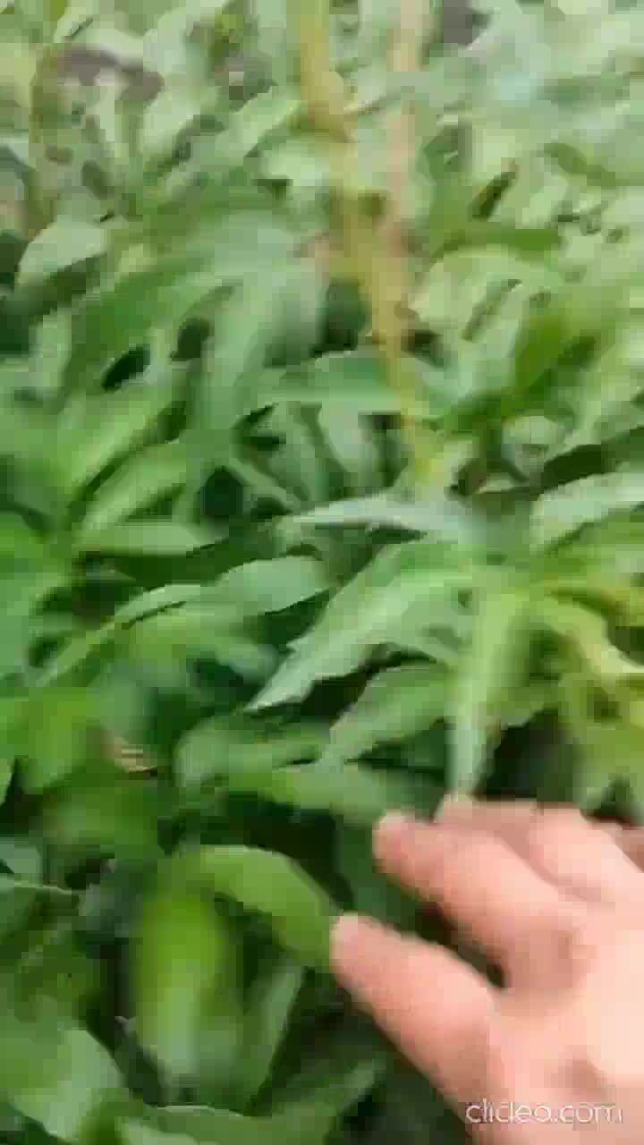 &quot;Пивоны&quot; зацвели 