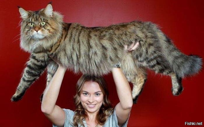 Кушать хочу