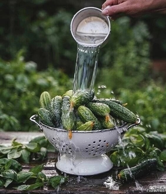 Солянка