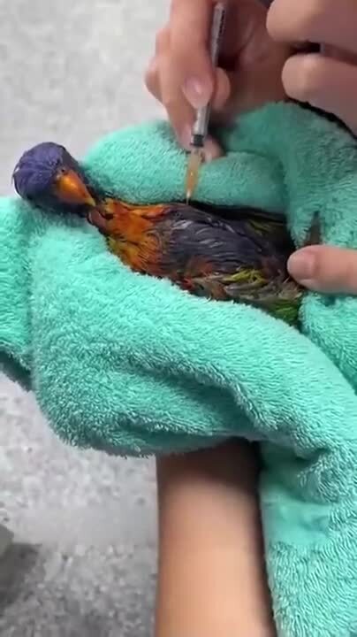 Солянка