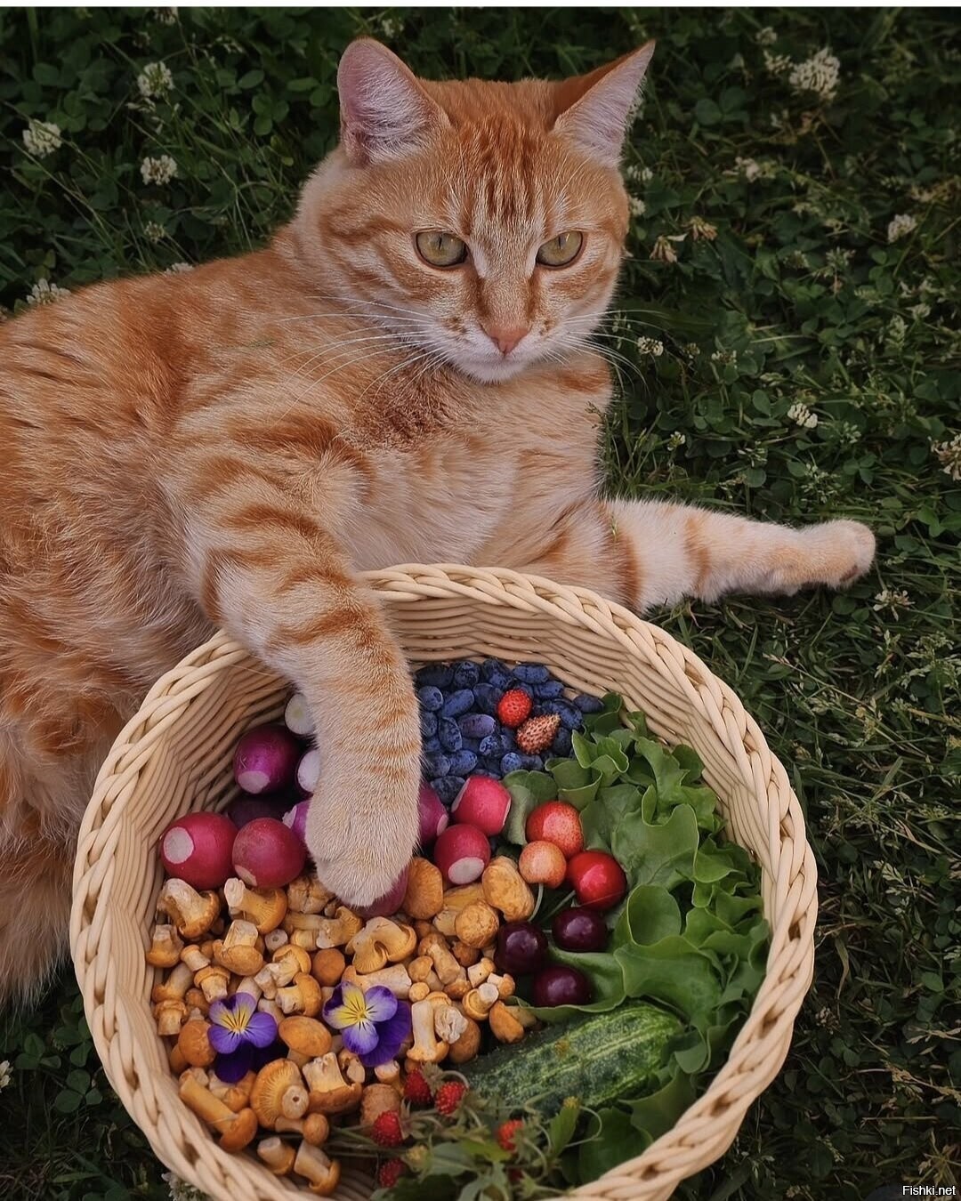 Солянка