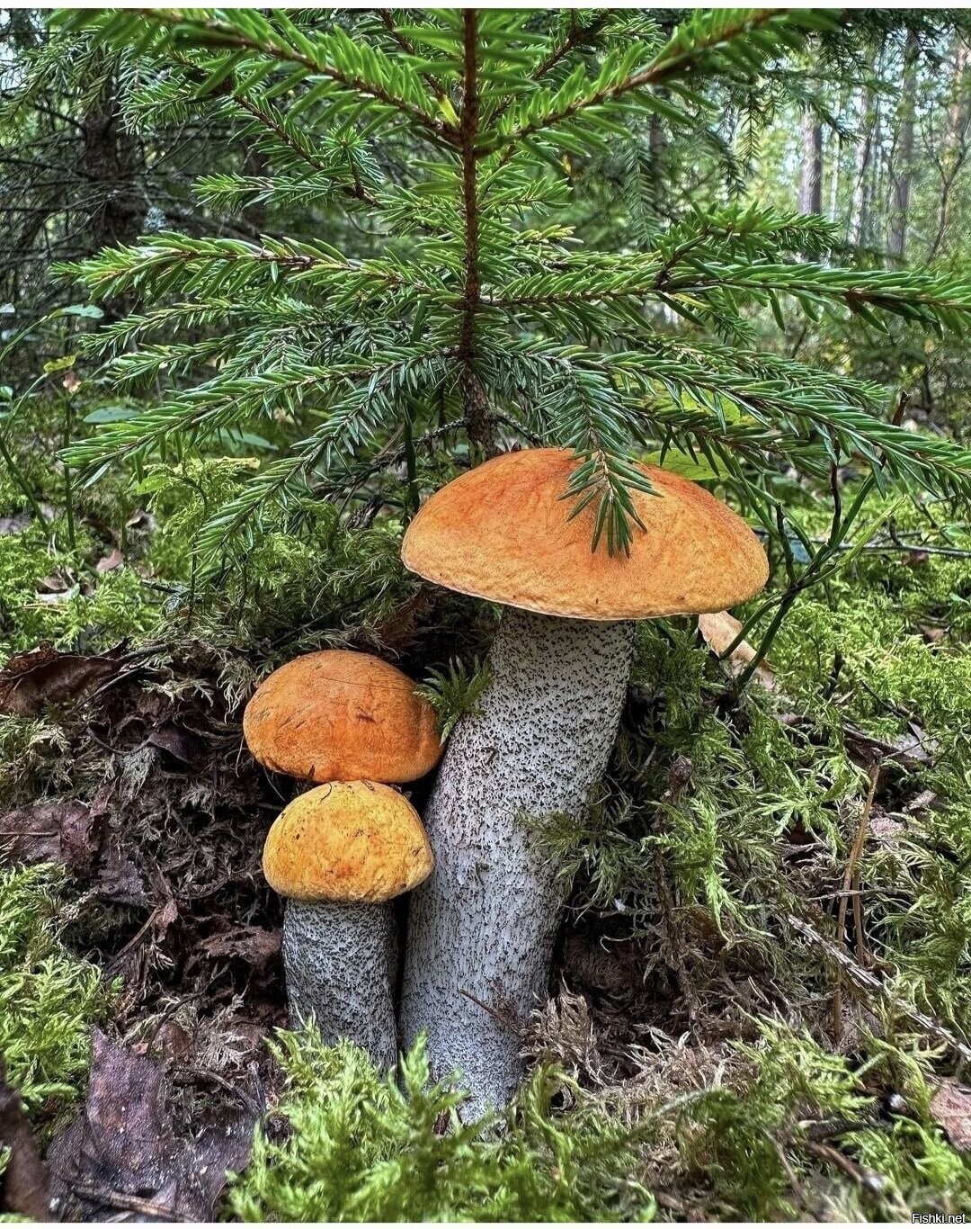 Солянка