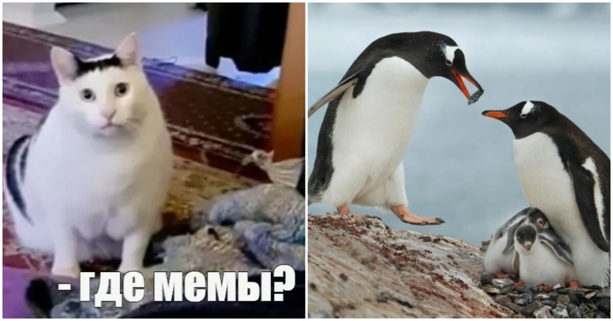 Ученые выяснили, что для человечества мемы с котиками — то же самое, что для пингвинов красивые камушки