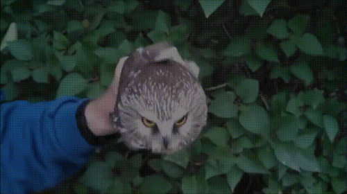 Просто гифки, всякие и&nbsp;разные