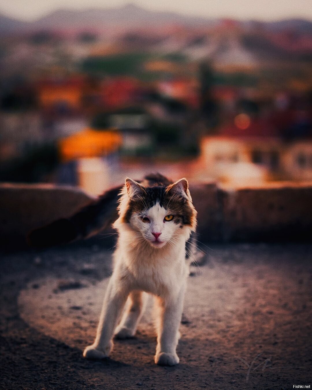 Солянка