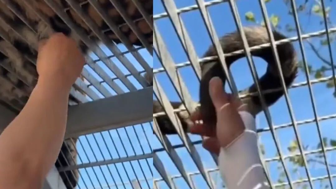 В китайском зоопарке посетители выдергивают шерсть у тигра, считая это оберегом от зла