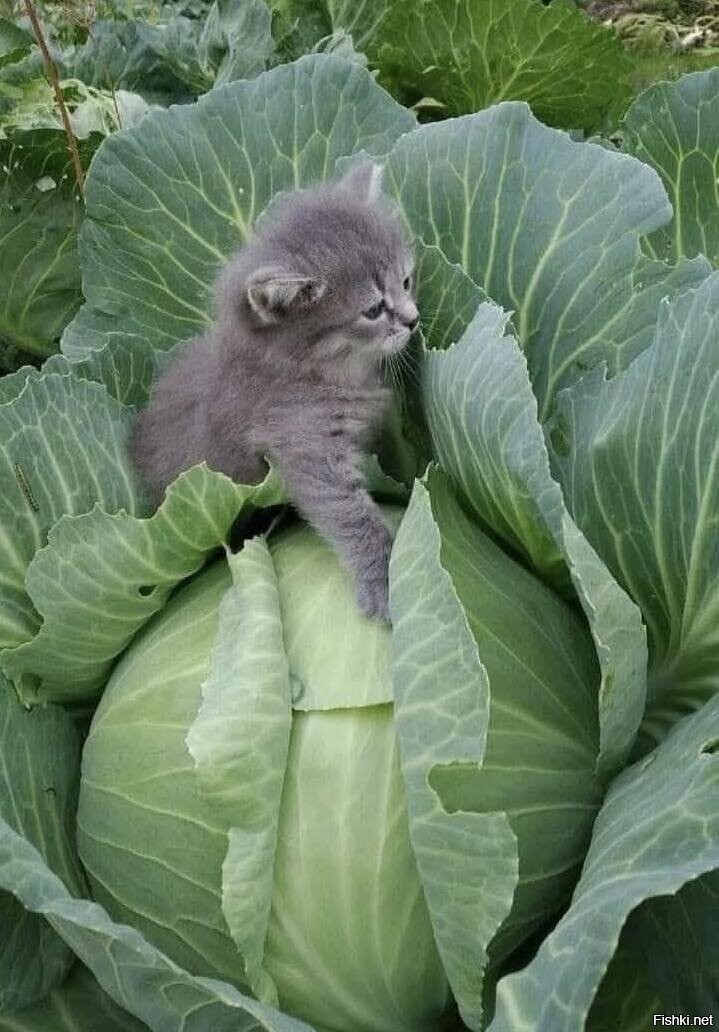 Солянка