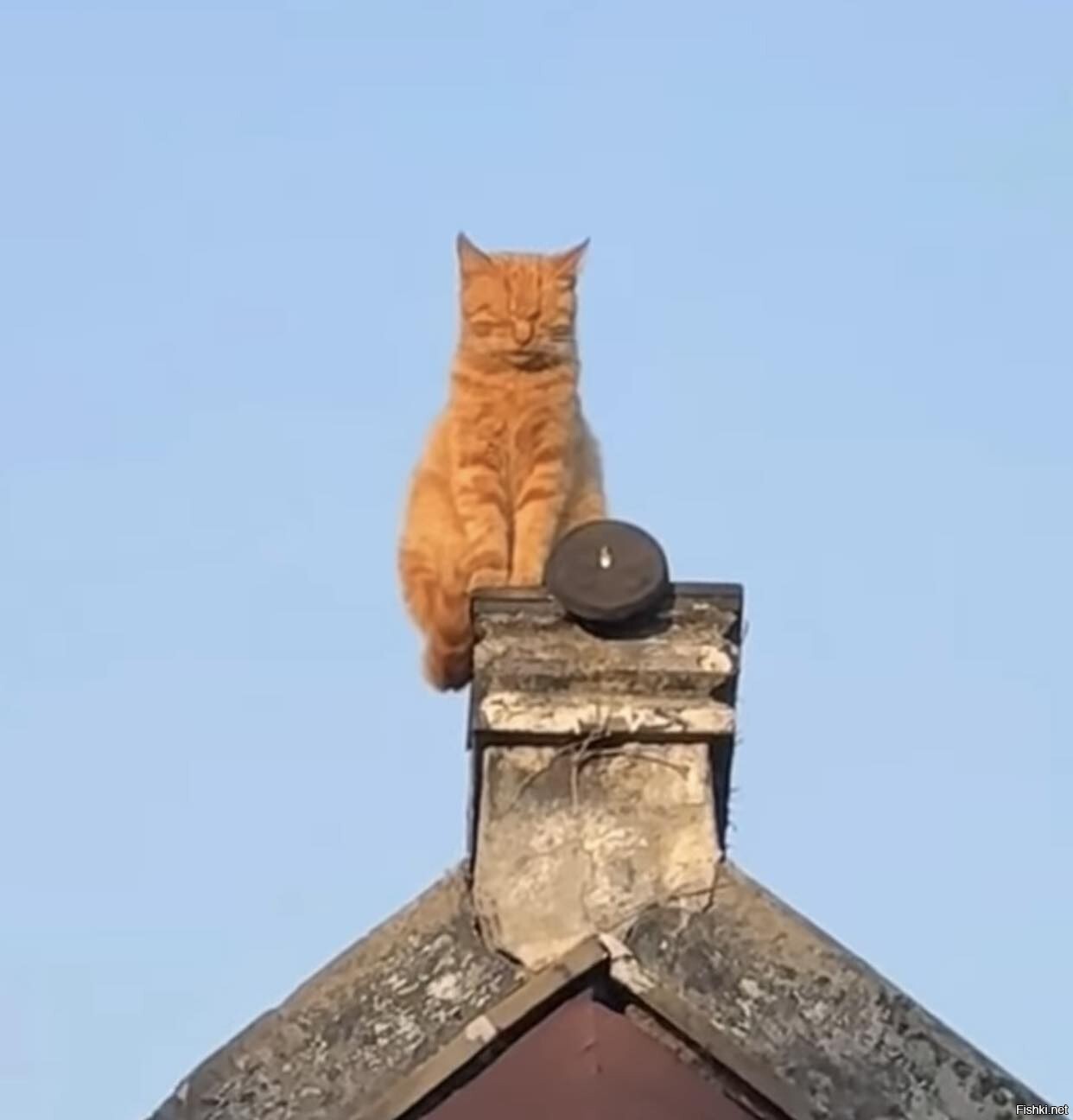 Рыжий на трубе)