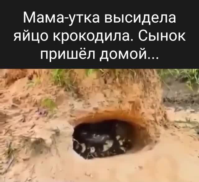 С днём крокодила