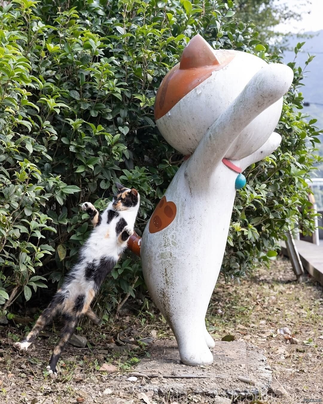 Солянка
