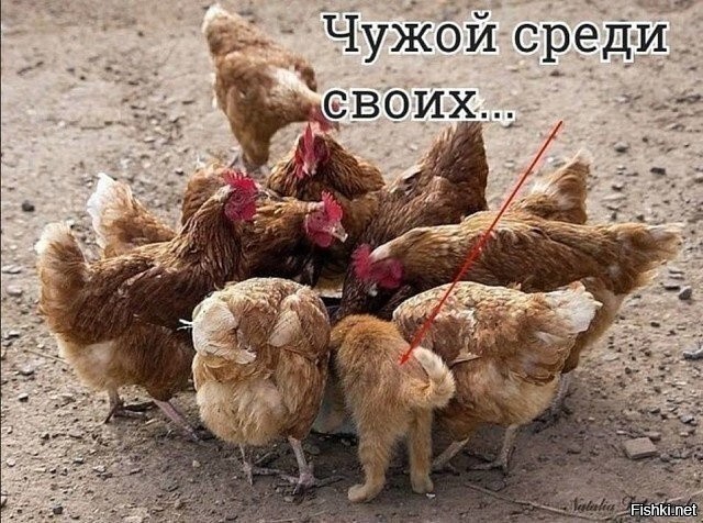 Солянка