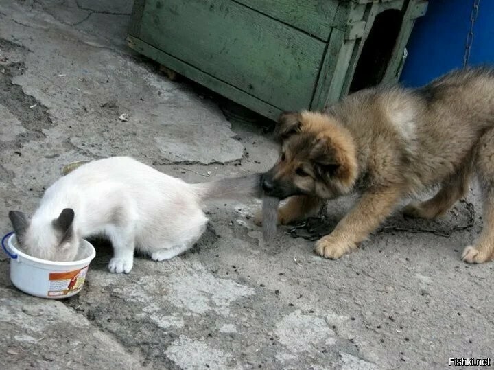 Солянка