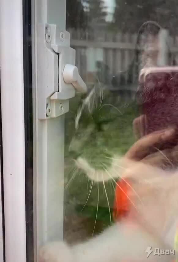 Какие же коты умные