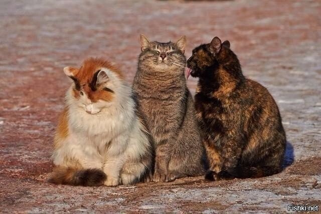 ТриКотаж