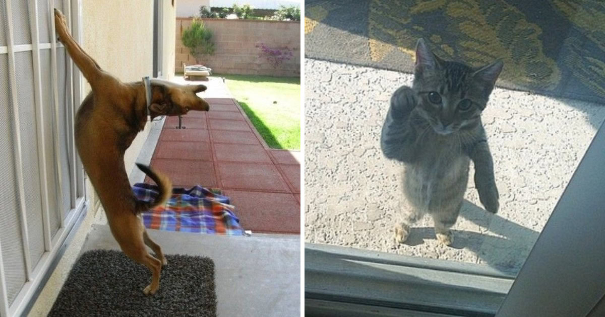 17 фото животных, которым срочно понадобилось попасть внутрь