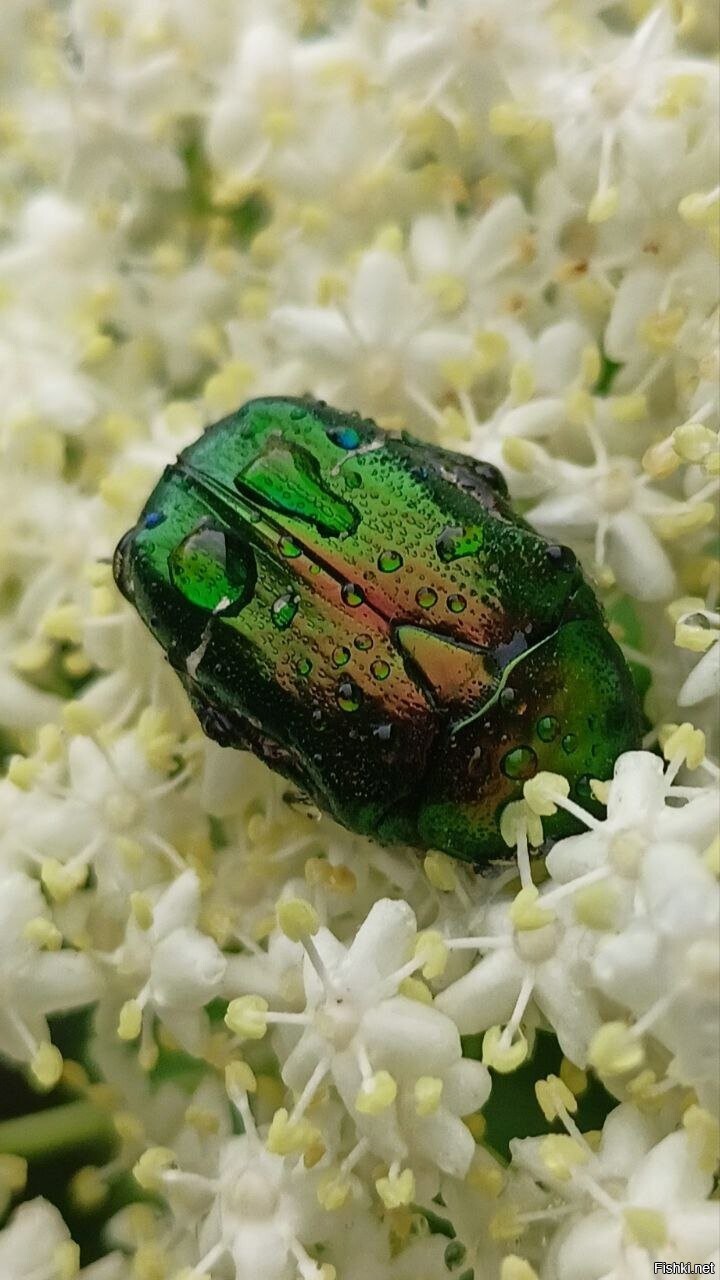 Солянка