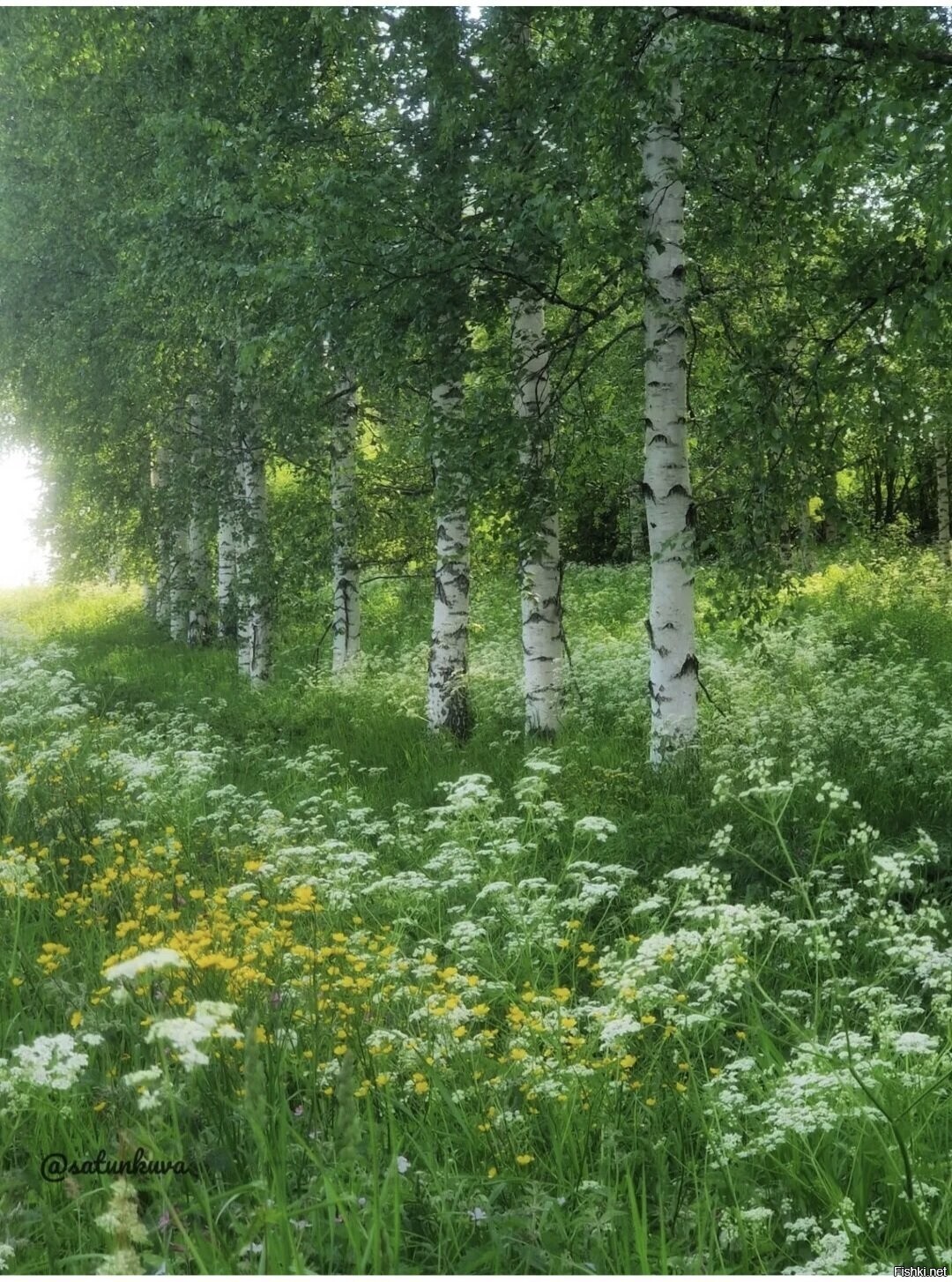Солянка